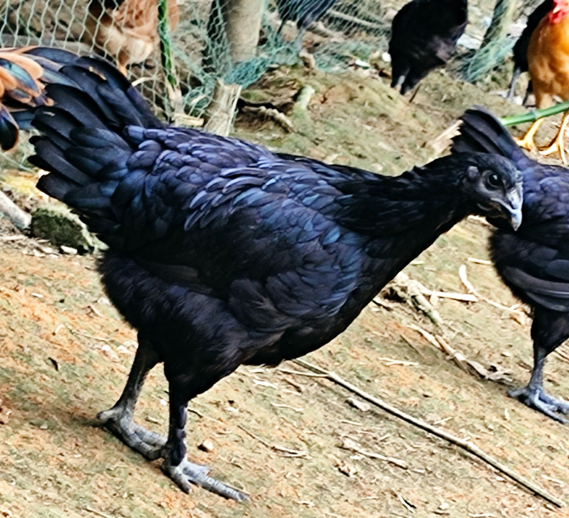 纯种五黑鸡出售(五黑绿壳蛋鸡)