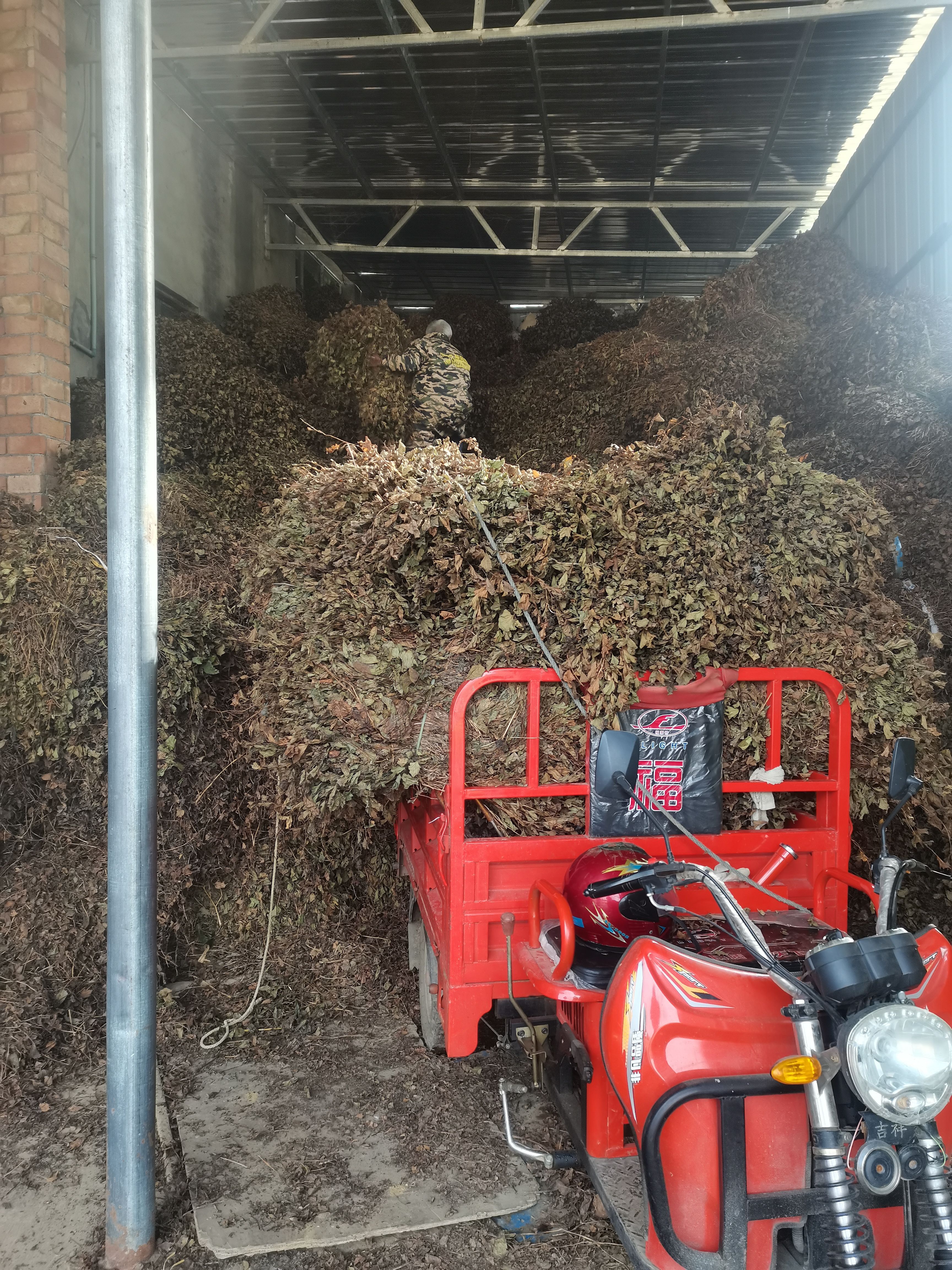 鱼腥草 鱼腥草干叶子全干无发霉