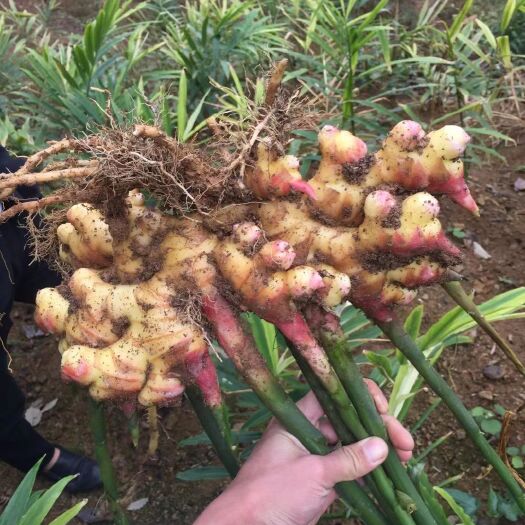 关岭县 自家种的小黄姜贵州红土地产的