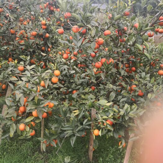 资中县塔罗科血橙 自家栽种，正宗资中血橙