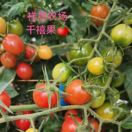 清远千禧圣女果 千禧小蕃茄，8-25克，甜度10左右，欢迎各位老板！