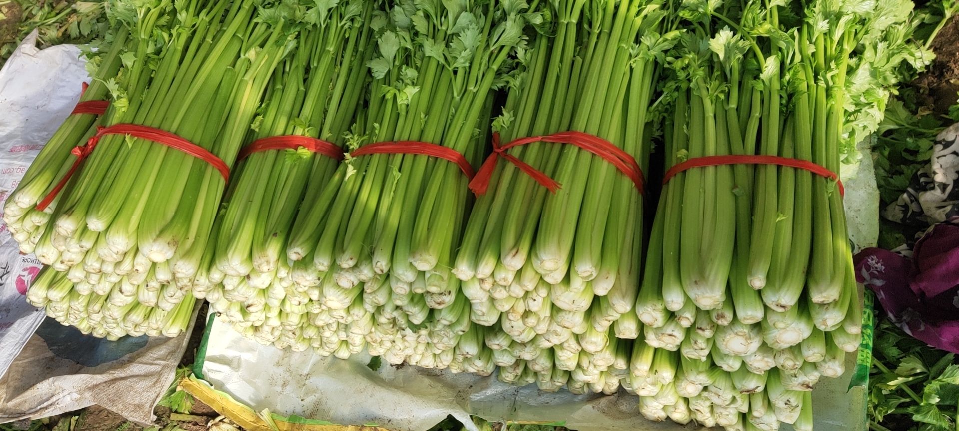 西芹 秦皇岛市昌黎县精品芹菜大量上市，有需要的联系我