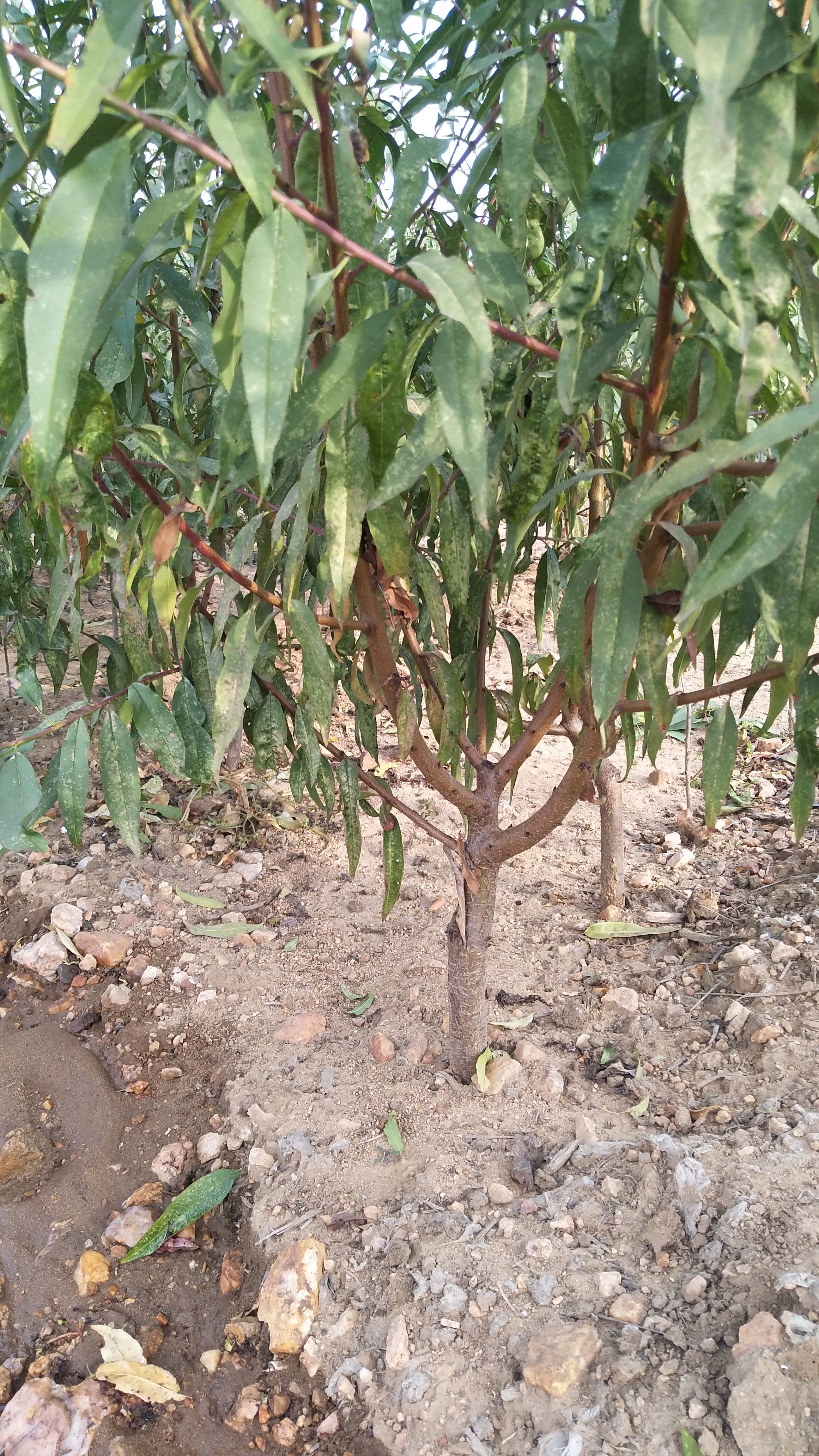 黑油皇后桃树苗  桃树苗 桃苗