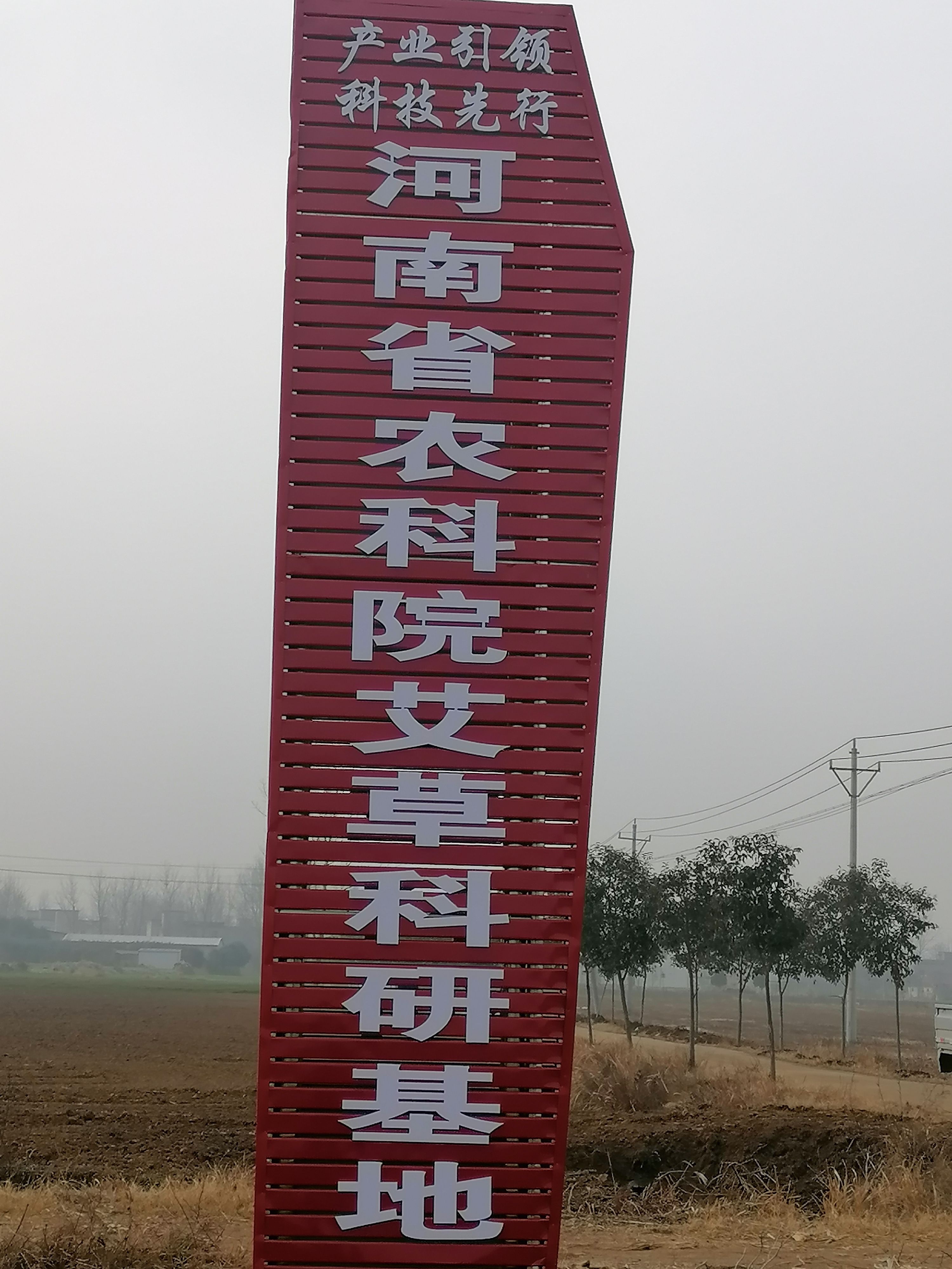 艾草种子食用驱蚊草艾叶种籽野生大小叶艾蒿青蒿种植四季驱蚊