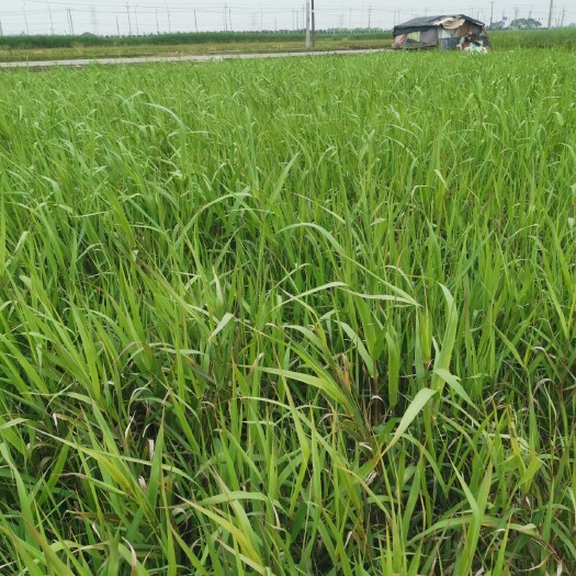 杭州青叶芦竹  青叶芦竹基地