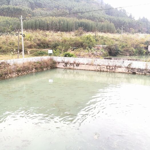 马山县 泉水草鱼