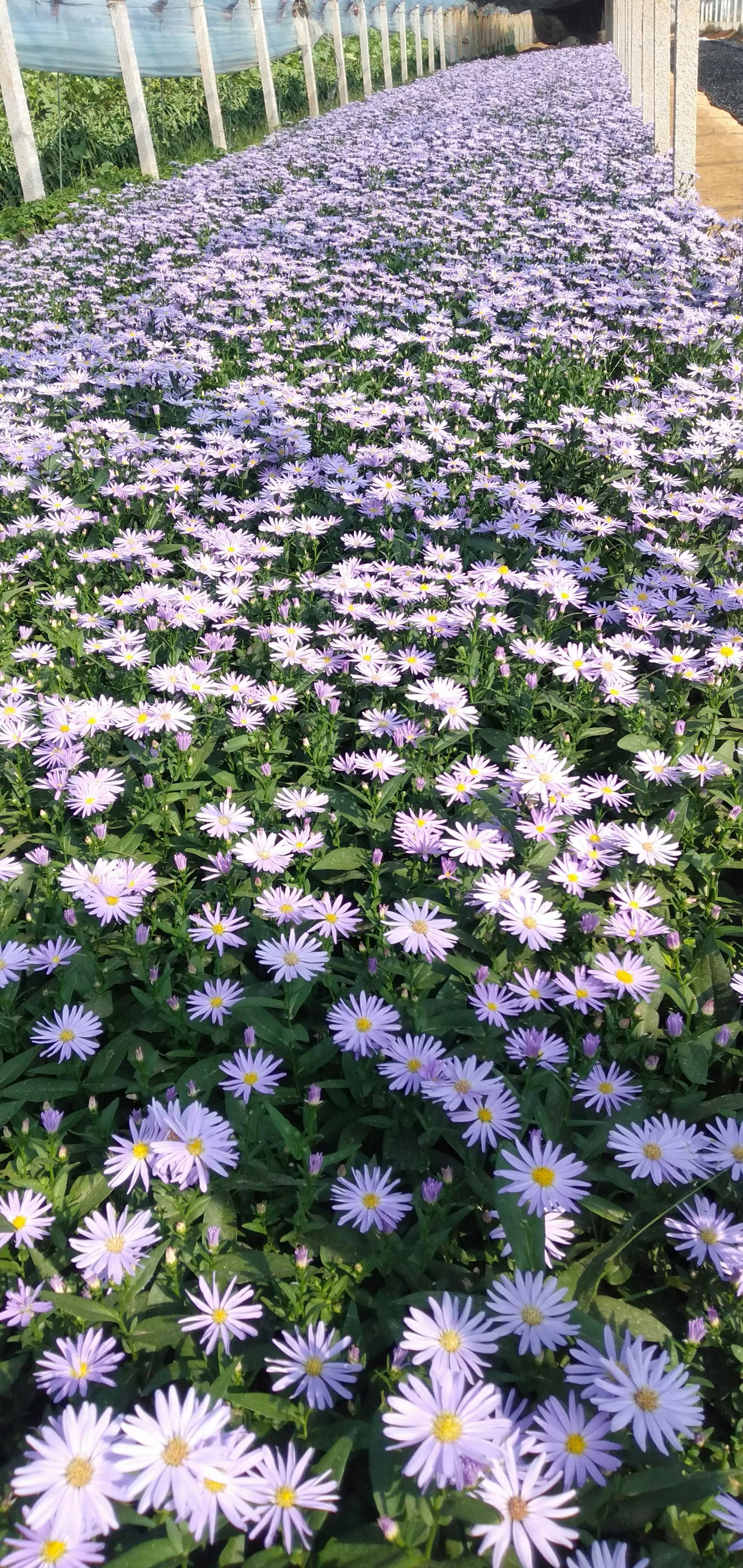 返魂草种苗   紫菀小苗培育基地，紫菀双色盆，紫菀工程苗，自