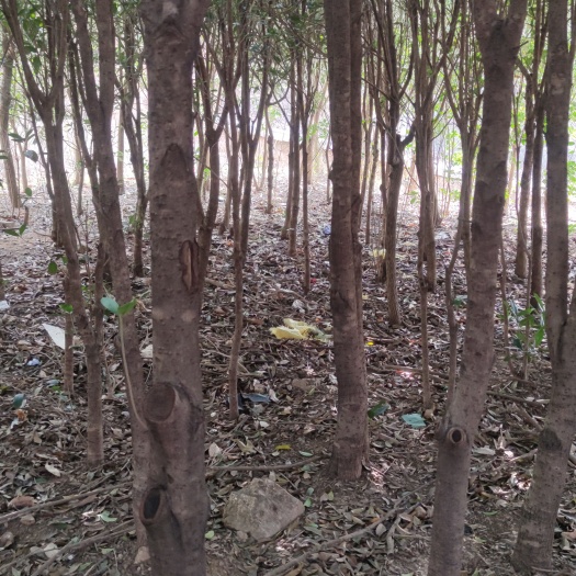 南召县桂花  丹桂 金桂