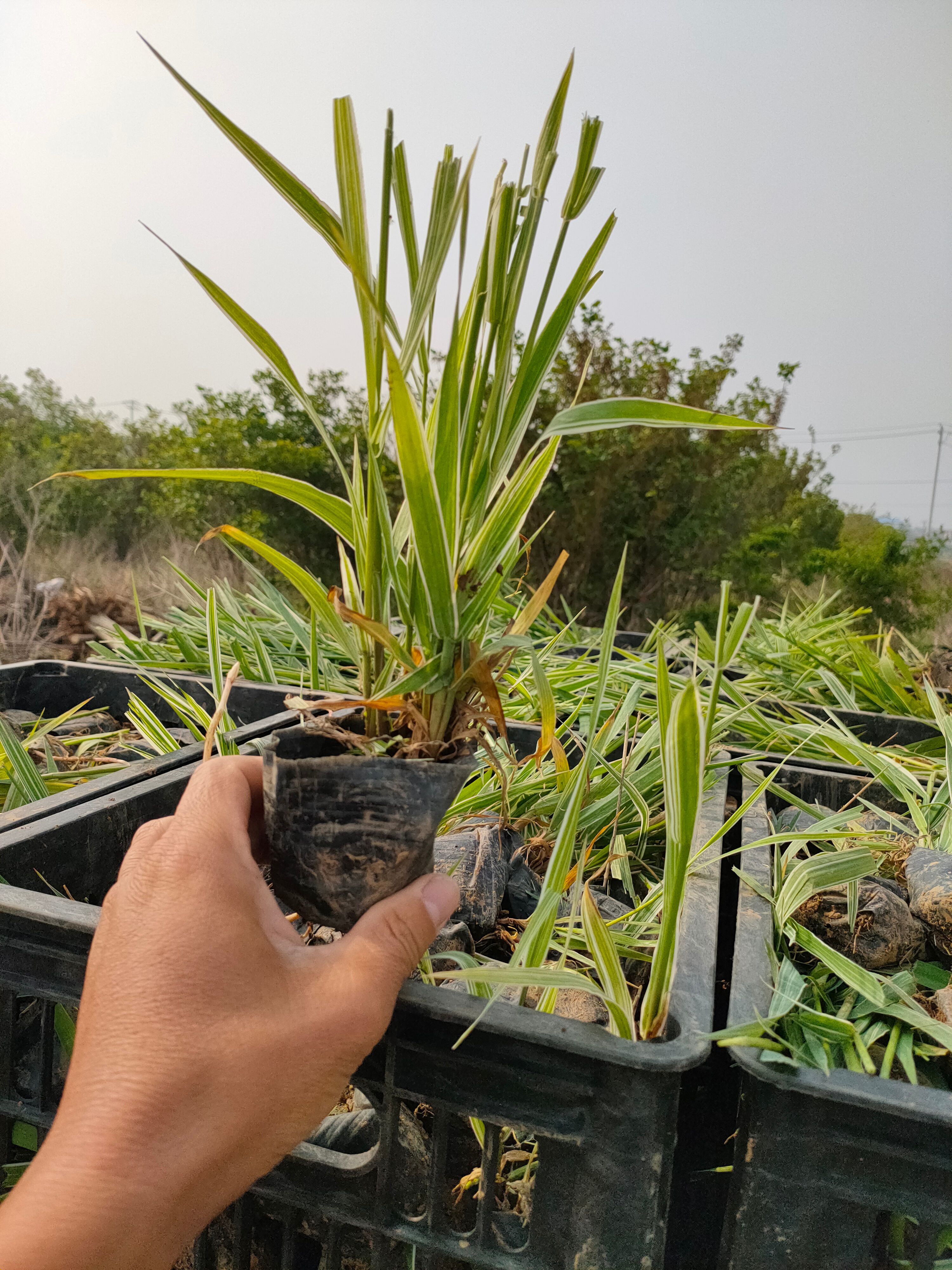 玉带草工程杯苗种植，玉带草小苗，玉带草现货供应