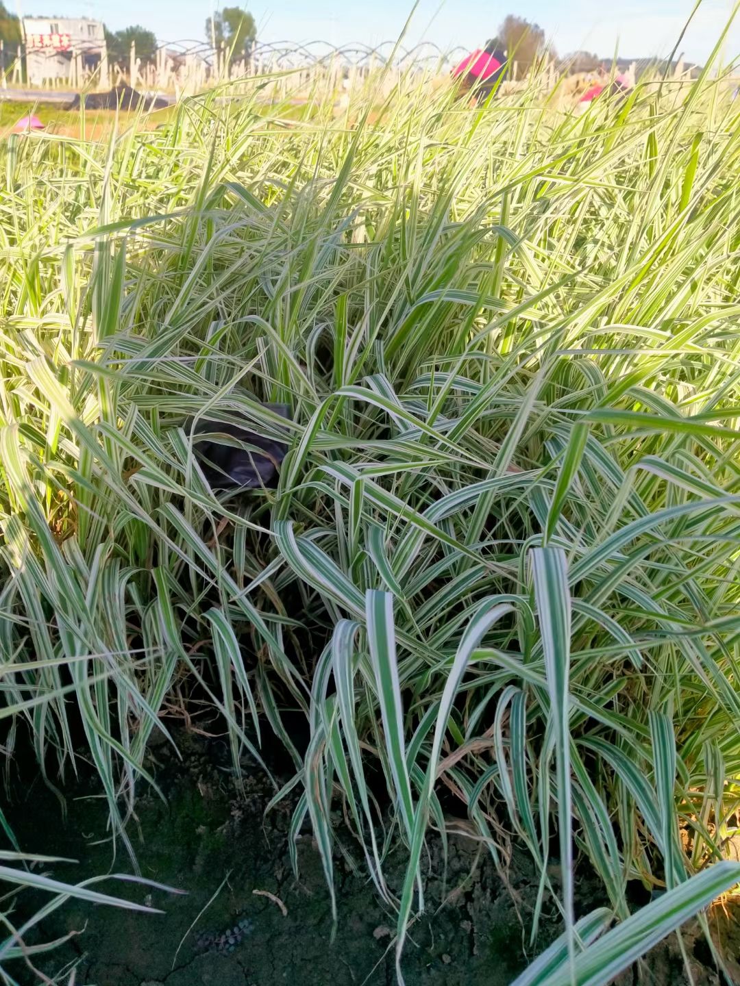 玉带草工程杯苗种植，玉带草小苗，玉带草现货供应