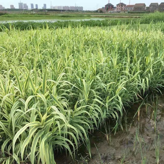 花叶芦竹 花叶芦竹价格  花叶芦竹供应