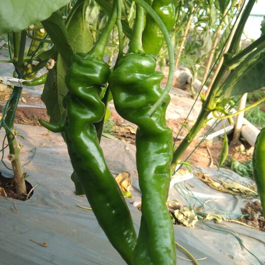 西昌市螺丝椒 各种鲜辣椒