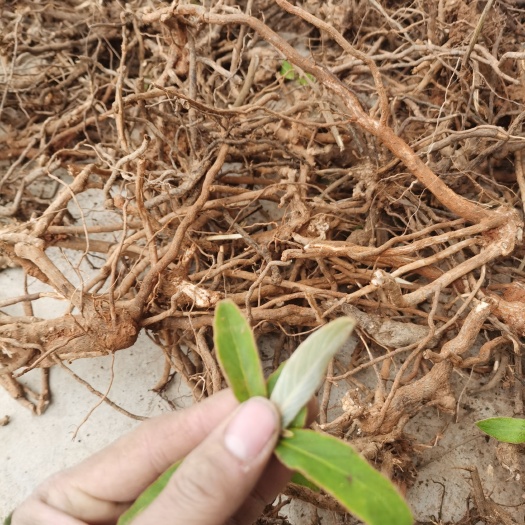 羊耳菊新鲜货，纯根，包邮，纯根货，产地直销品质保证