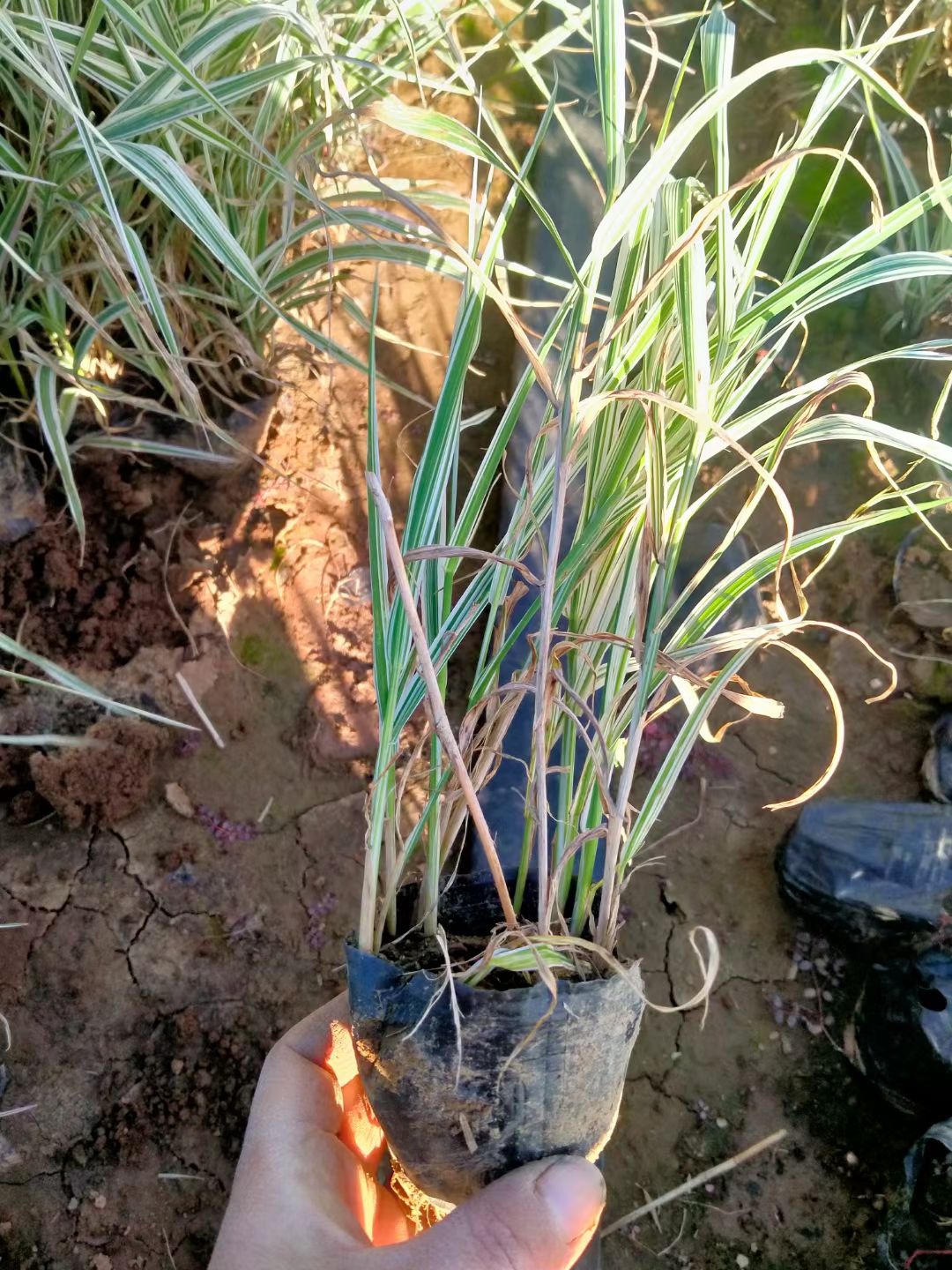玉带草工程杯苗种植，玉带草小苗，玉带草现货供应