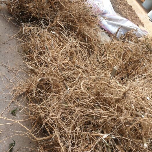 博白县干地黄 地桃花根