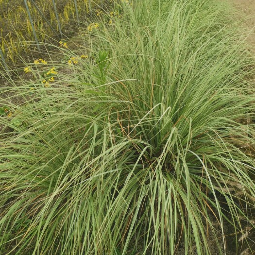 杭州花叶蒲苇   花叶蒲苇基地  花叶蒲苇价格