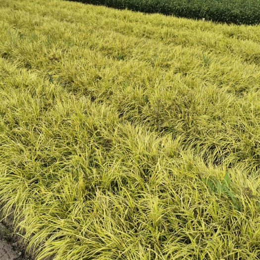 金叶菖蒲   金线石菖蒲  金线石菖蒲基地批发供应 金线石菖