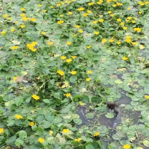 荇菜  荇菜基地 荇菜批发 荇菜价格 荇菜供应
