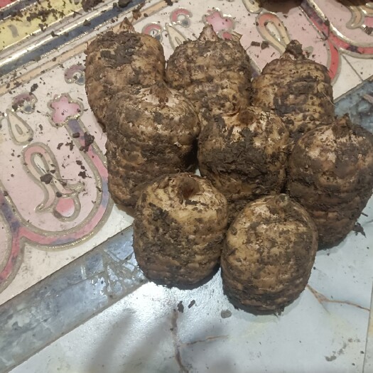 彝良县乌天麻 鲜天麻
