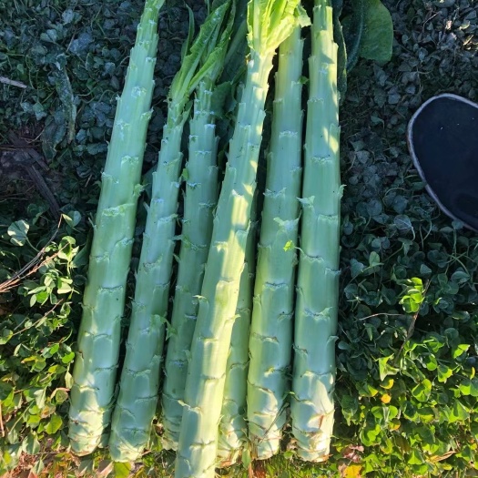宾川县云南莴笋莴苣贡菜一米青大量供应中