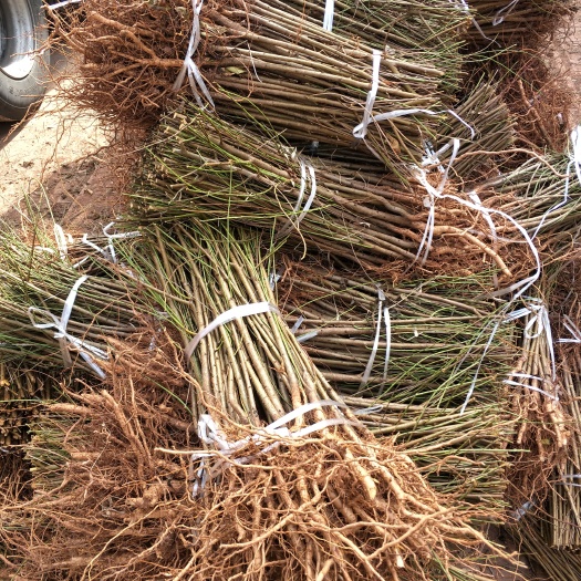 苍溪县毛桃苗 桃树苗 桃子实生苗脚树苗 公司直销 量大价优现挖现