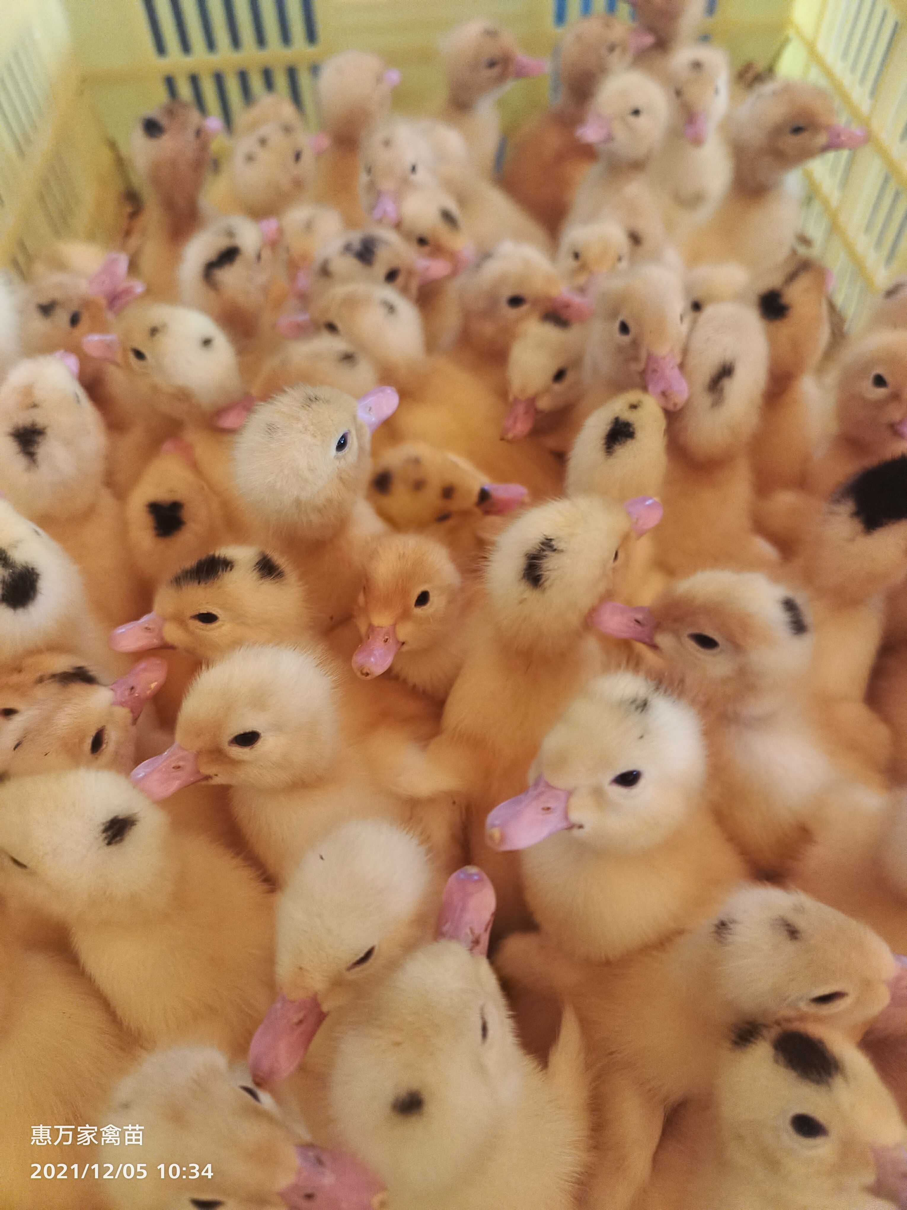 半番鸭苗  骡鸭 一点头（黑）  M18鸭苗  木鸭苗