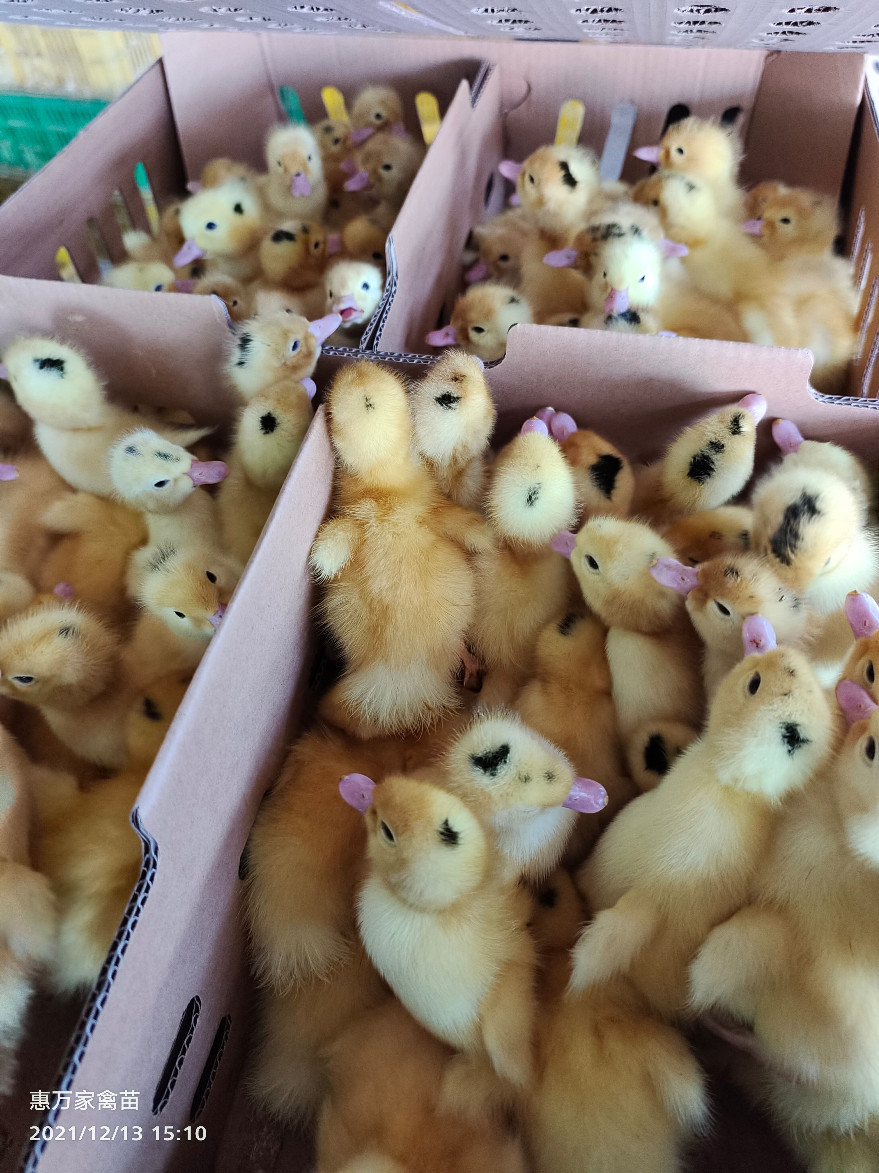 半番鸭苗  骡鸭 一点头（黑）  M18鸭苗  木鸭苗