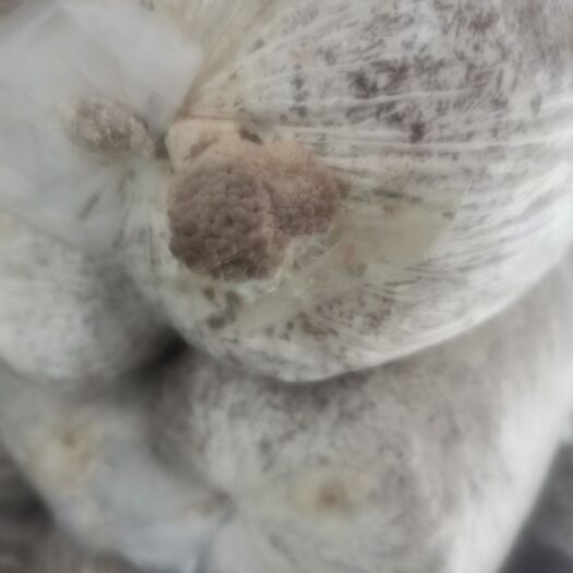 新沂市平菇菌种 菌棒