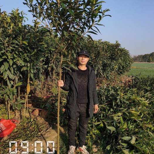 松滋市绿化枇杷树 2公分的枇杷树