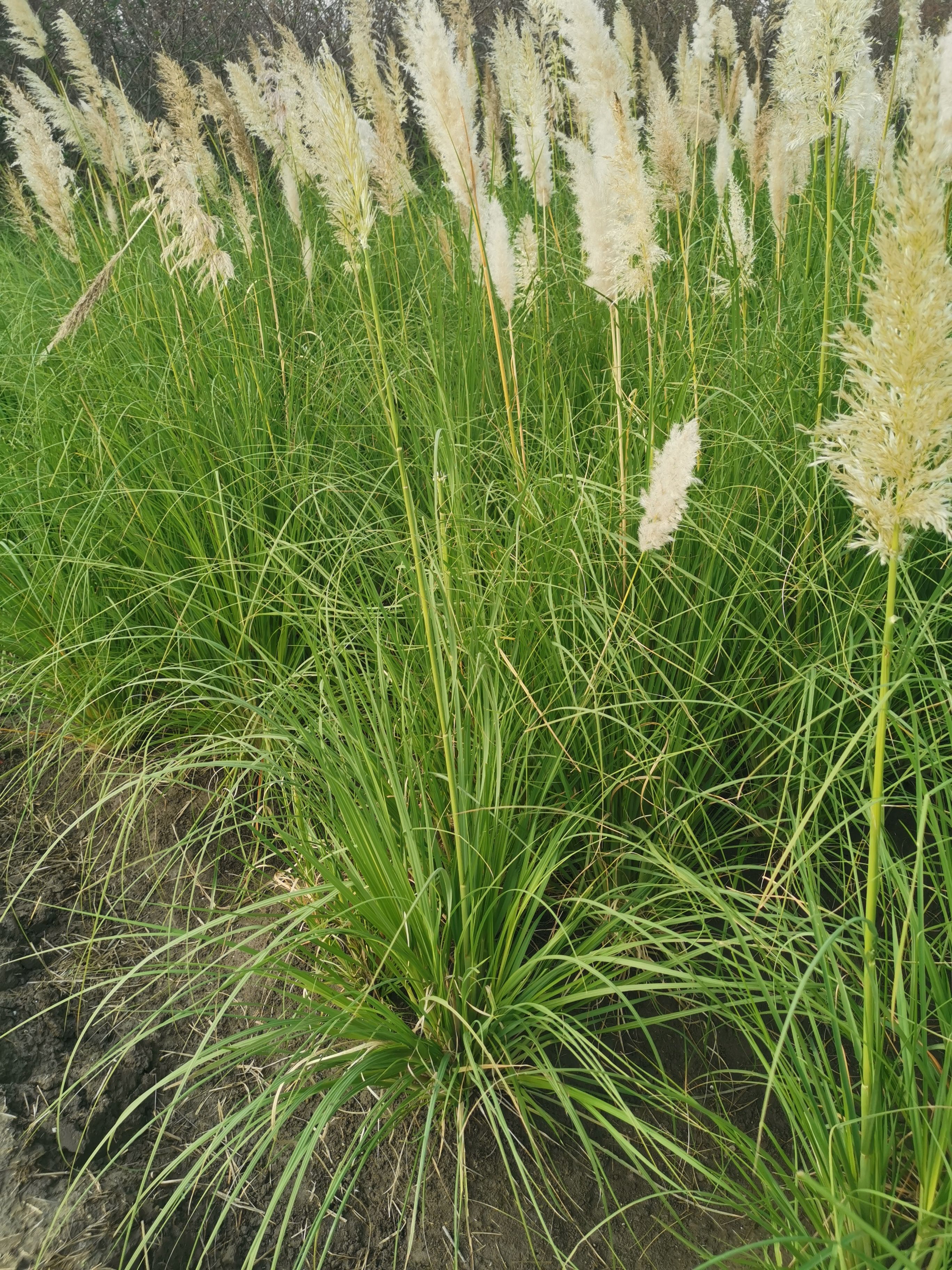 蒲苇  蒲苇苗圃基地 蒲苇批发供应 蒲苇价格 浙江蒲苇