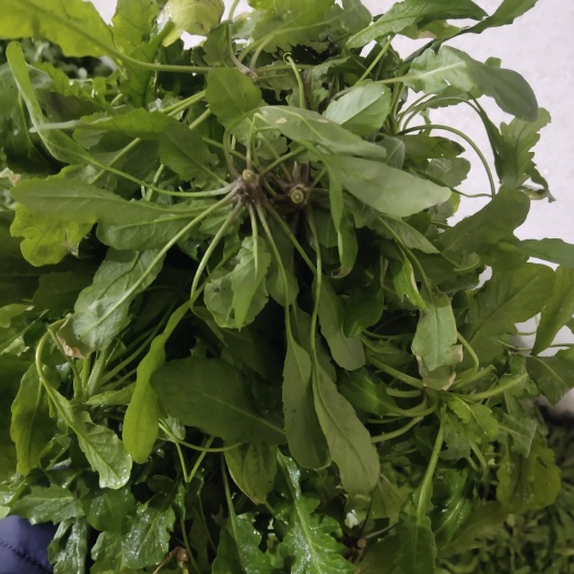 盐城荠菜，供应加工厂，市场，电商，大量供应