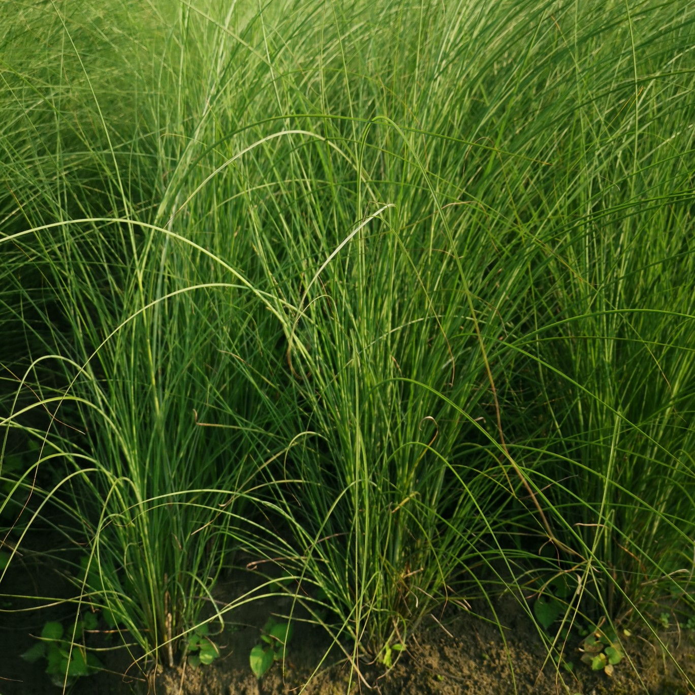 细叶芒 细叶芒批发 细叶芒基地