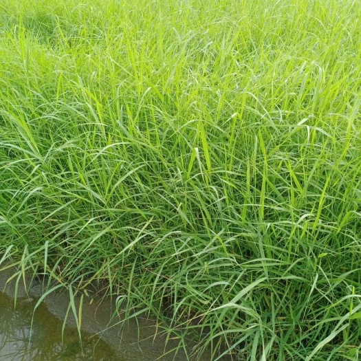 芦苇苗 浙江芦苇苗种植基地