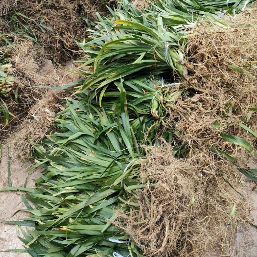 扁竹兰鸢尾园林绿化地被植物常年大量提供