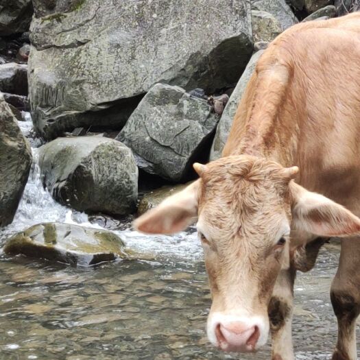 云阳 山区黄牛，过年卖肉，整牛也卖！