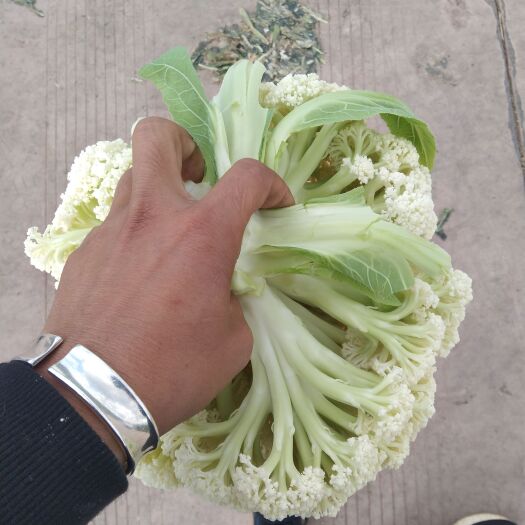 陆良县白花菜花 云南高原  青梗小米松花有需要的老板欢迎定购
