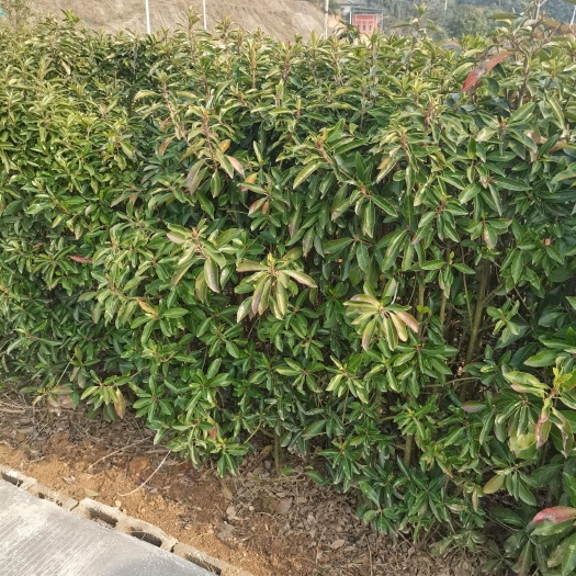 长沙法国冬青绿篱法青