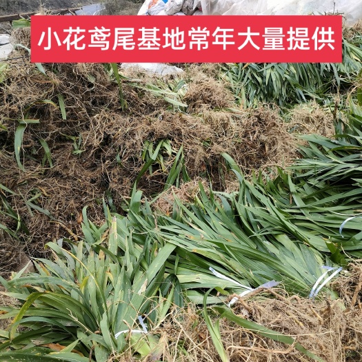 小花鸢尾扁竹兰鸢尾扁竹根鸢尾基地常年大量提供