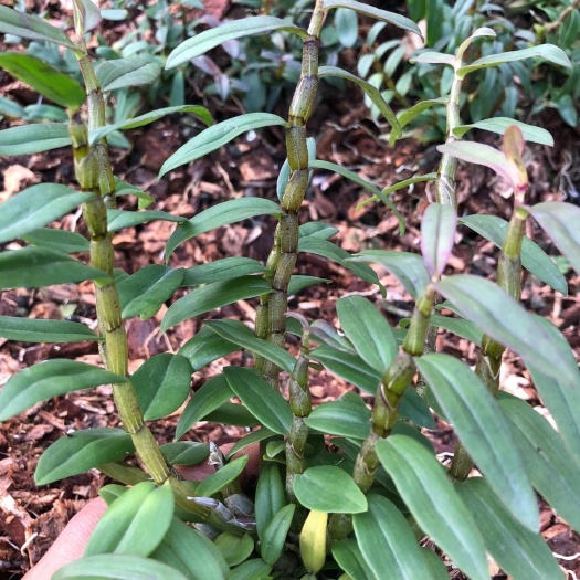 乐清市 浙江雁荡山铁皮石斛二年苗红杆软脚