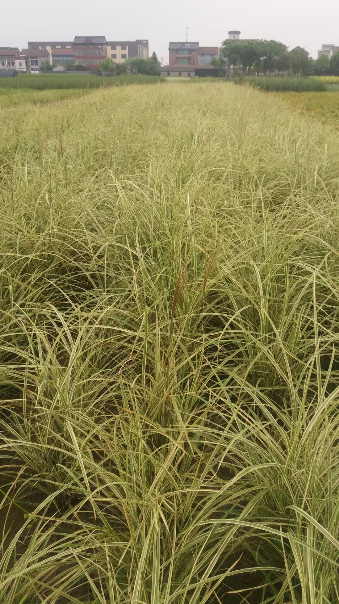 花叶芒 花叶芒批发供应 花叶芒价格 花叶芒苗圃基地