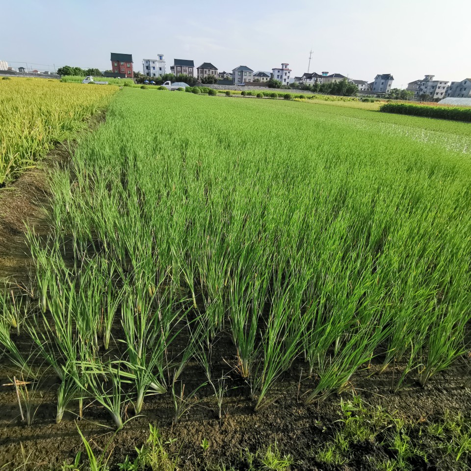 小香蒲基地  小香蒲价格 小香蒲供应 水生植物 小香蒲