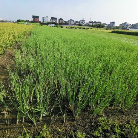小香蒲基地  小香蒲价格 小香蒲供应 水生植物 小香蒲