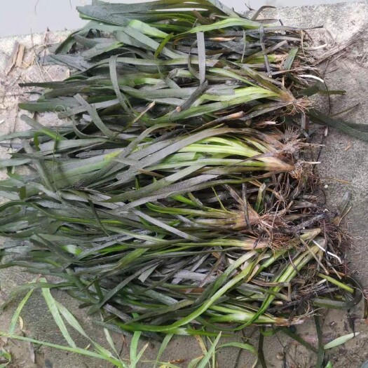 苦草苦草基地苦草批发供应苦草价格苦草水生植物