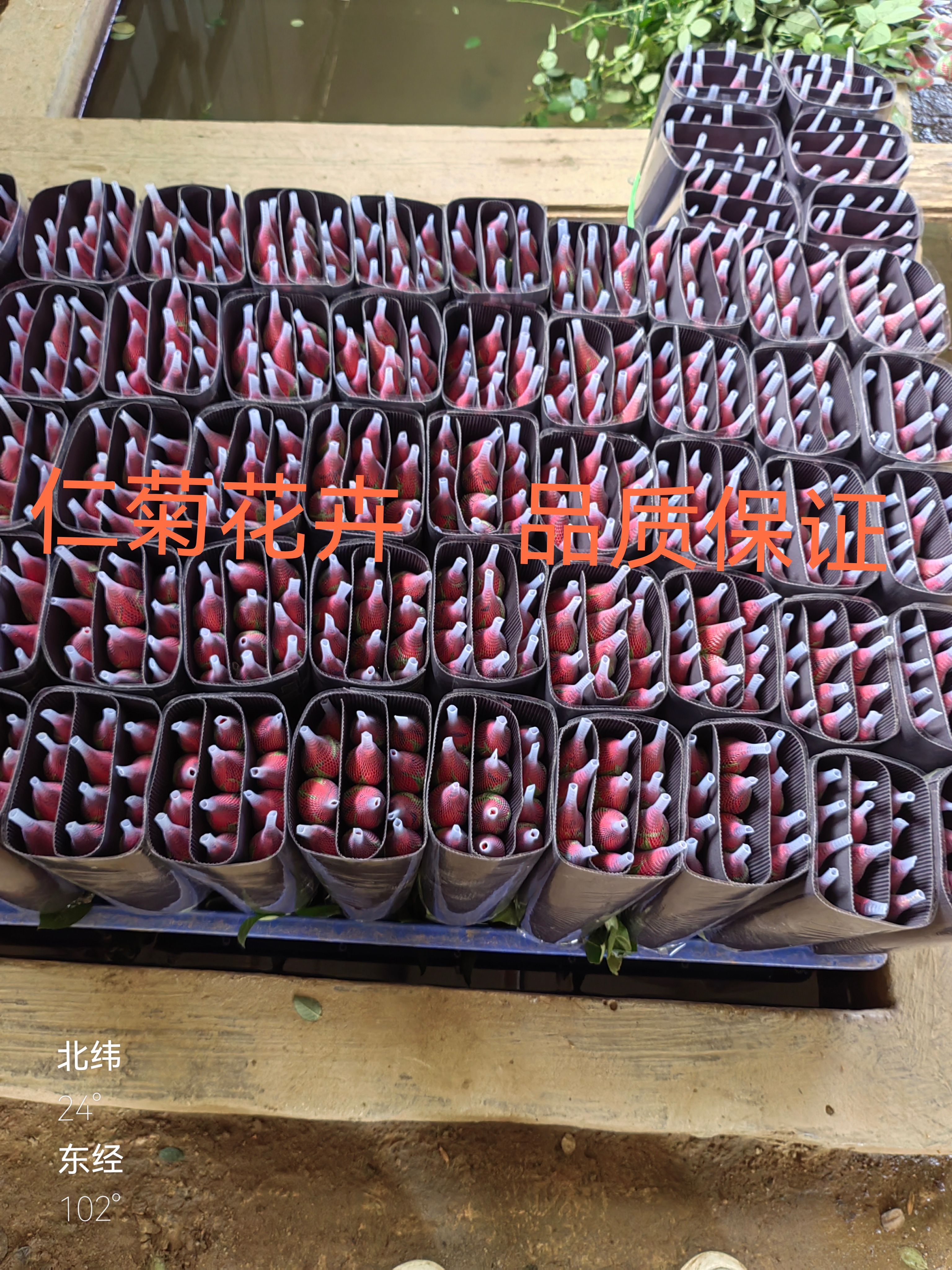  红玫瑰卡罗拉 短枝D级 基地直供 产地玉溪20枝/扎/件/捆