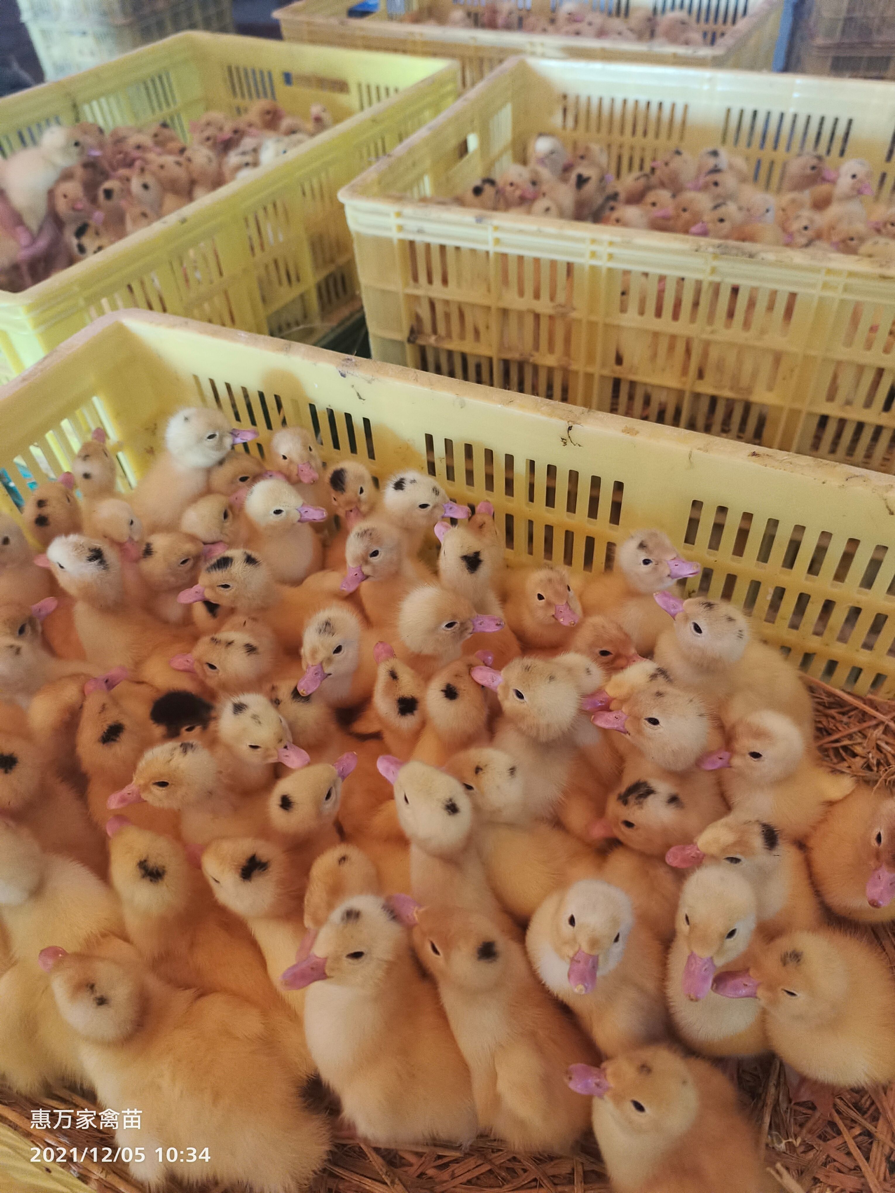 半番鸭苗  骡鸭 一点头（黑）  M18鸭苗  木鸭苗