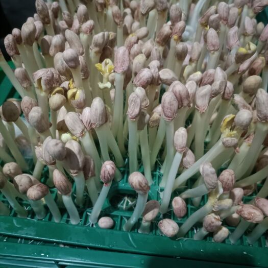 昭通手提秤  花生芽又称长寿果芽