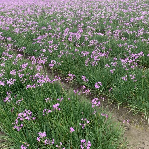 杭州紫娇花紫娇花种植基地自产自销浙江紫娇花