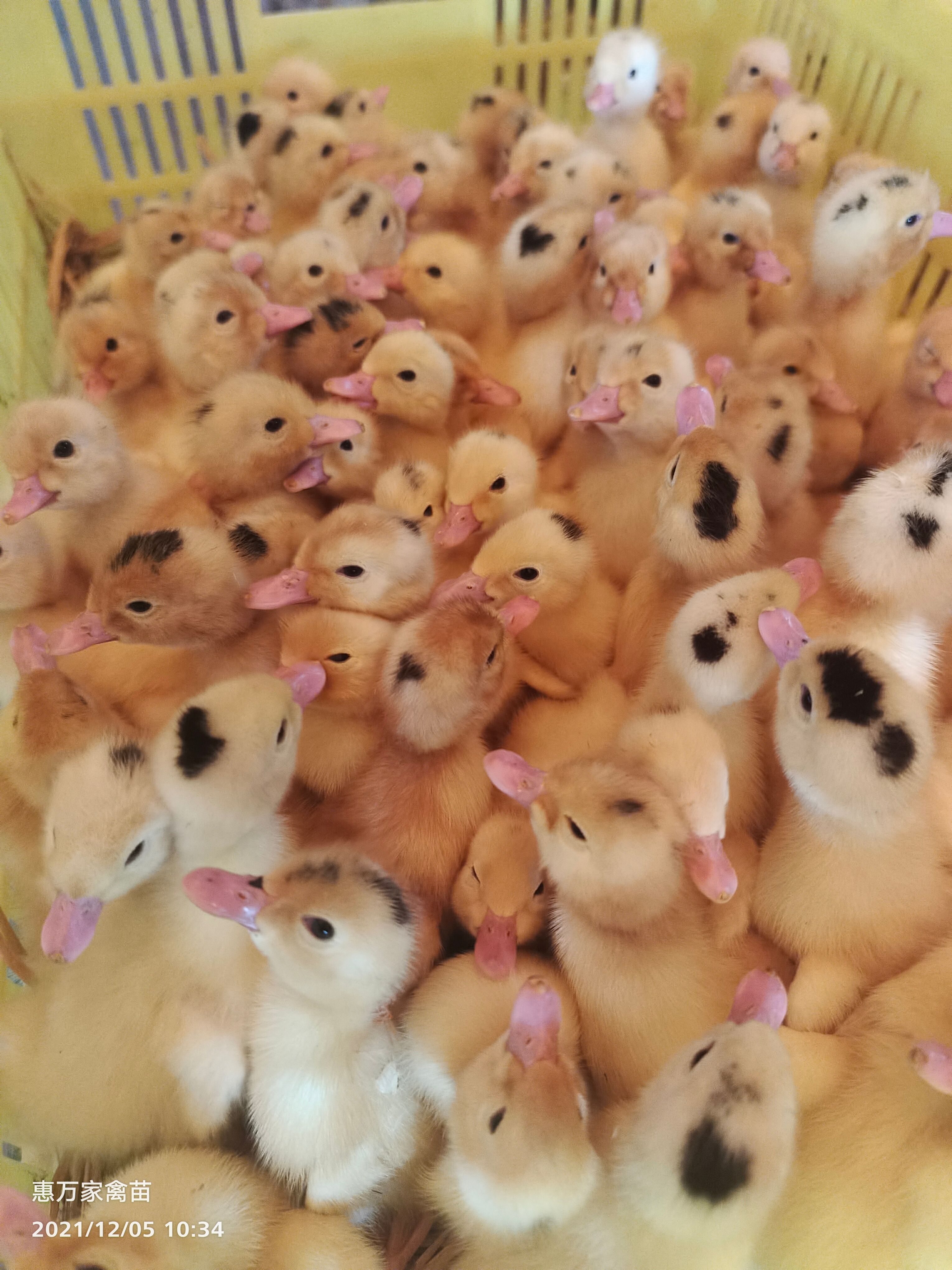 半番鸭苗  骡鸭 一点头（黑）  M18鸭苗  木鸭苗