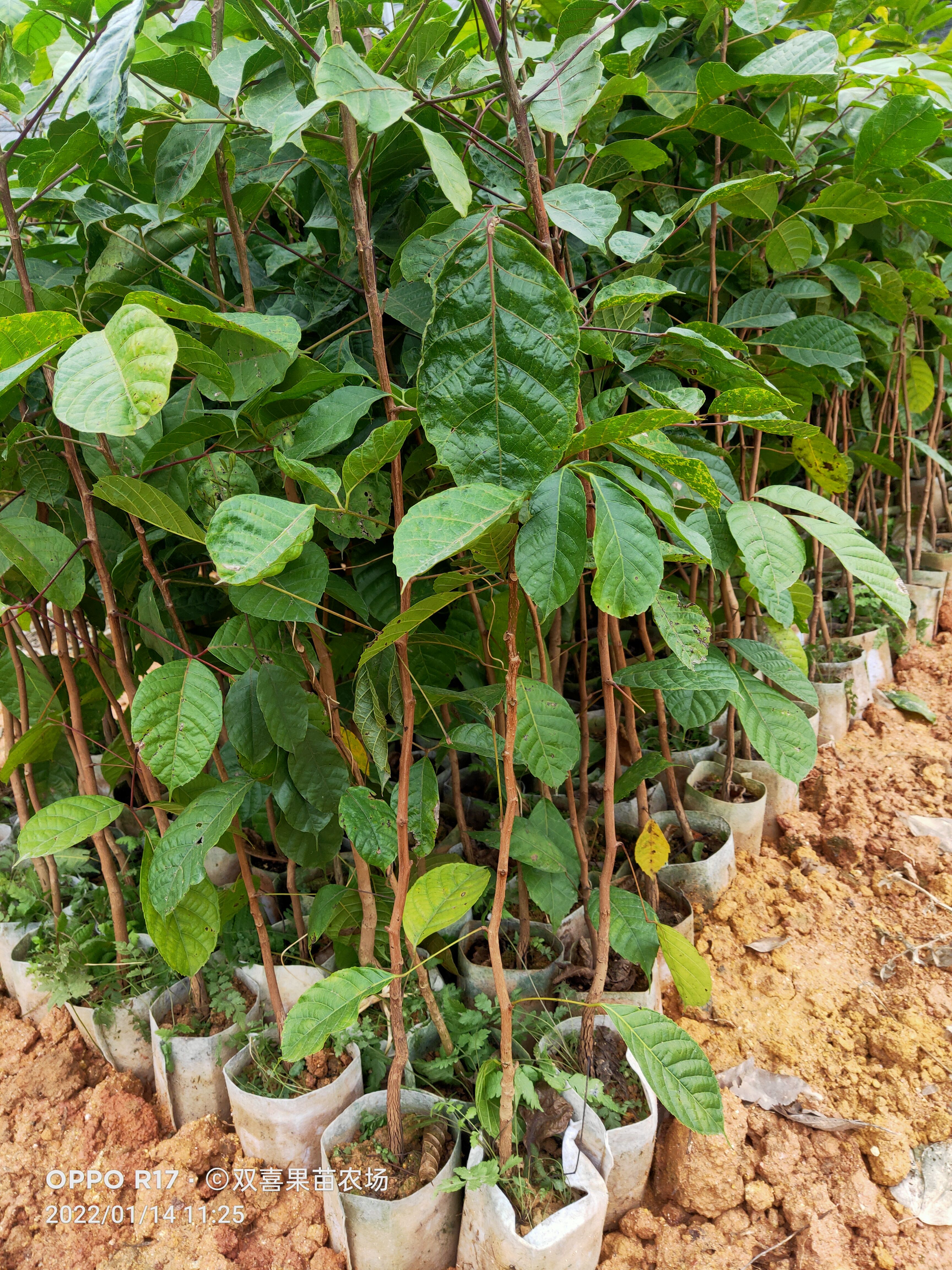 黑橄榄苗 黑橄榄直升苗，地径1到1.2公分可嫁接工艺榄！