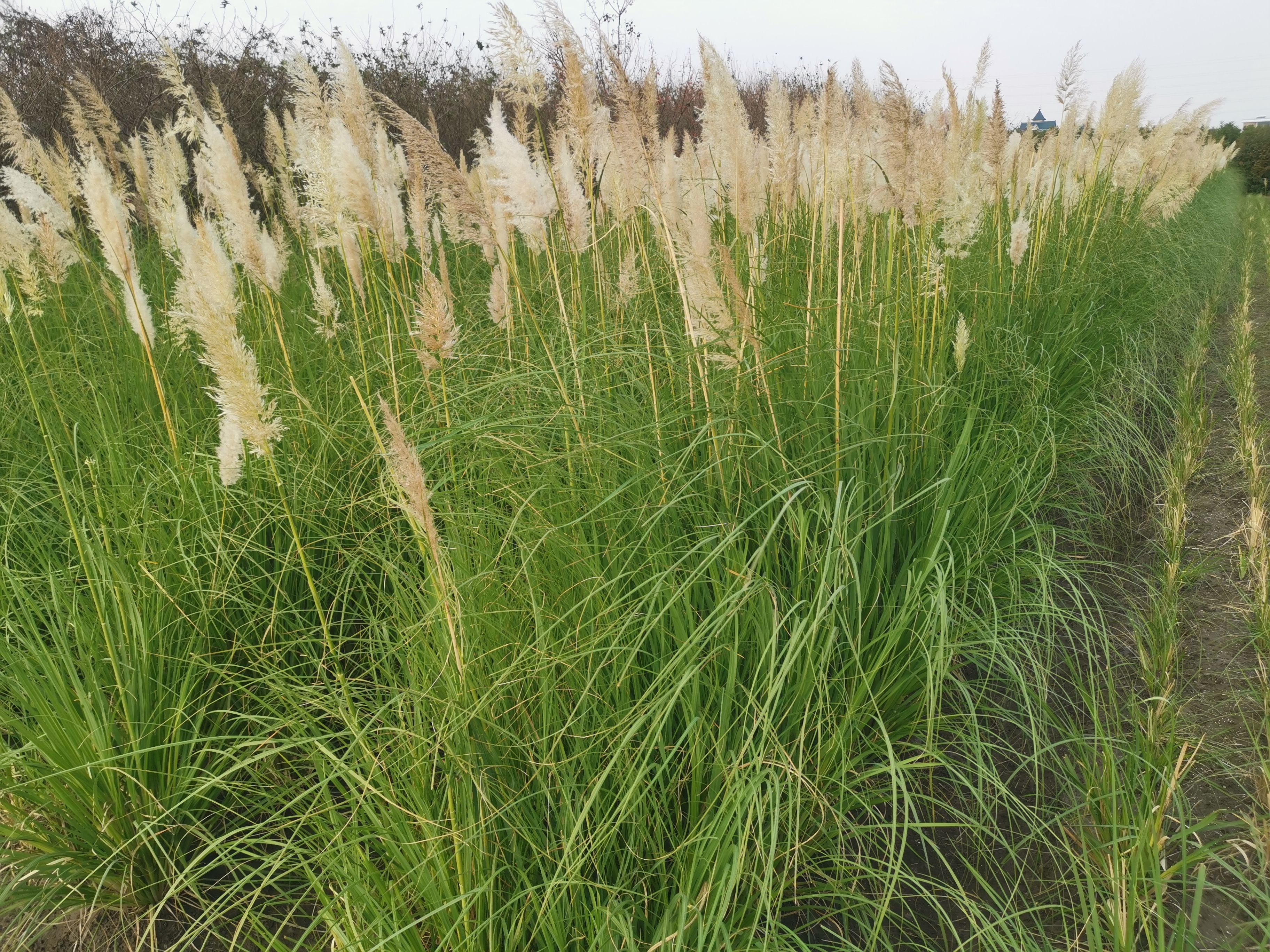 蒲苇  蒲苇苗圃基地 蒲苇批发供应 蒲苇价格 浙江蒲苇